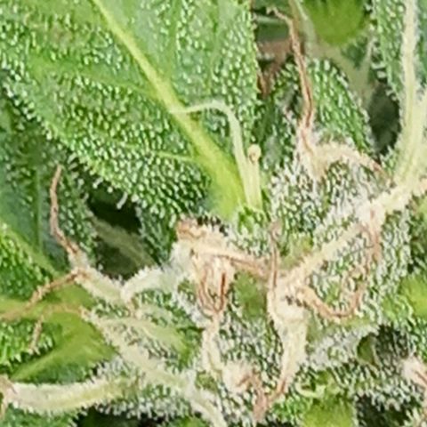SS1 growlog timeline photo