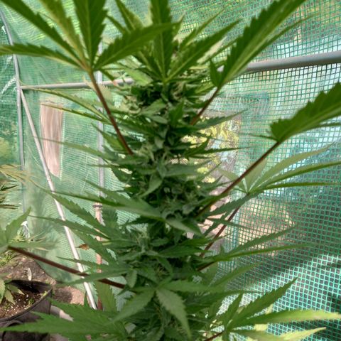 SS1 growlog timeline photo