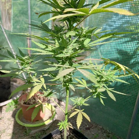 SS1 growlog timeline photo
