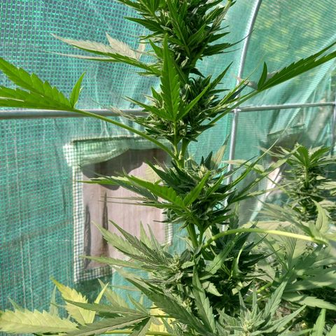 NL5 growlog timeline photo