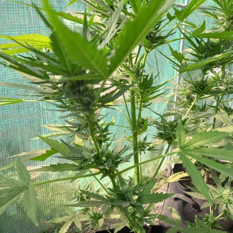 NL5 growlog timeline photo