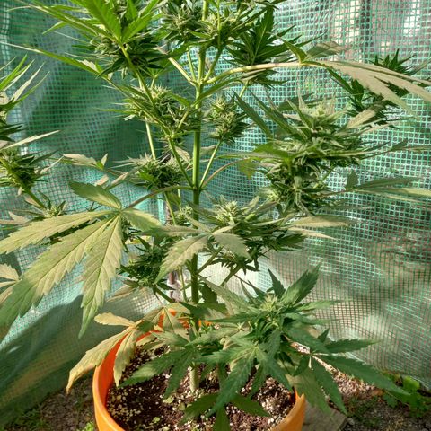 NL2 growlog timeline photo