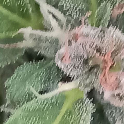SS1 growlog timeline photo