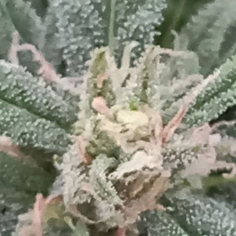 NL5 growlog timeline photo