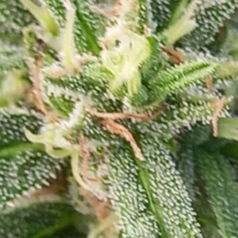 NL5 growlog timeline photo