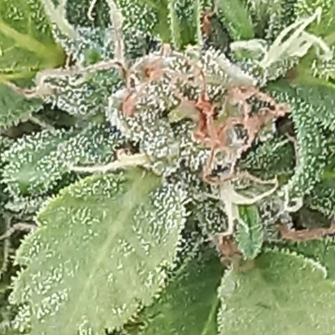 SS1 growlog timeline photo