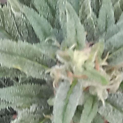 NL5 growlog timeline photo