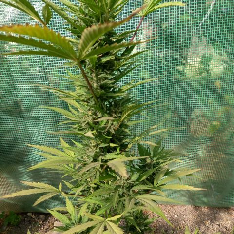 SS1 growlog timeline photo