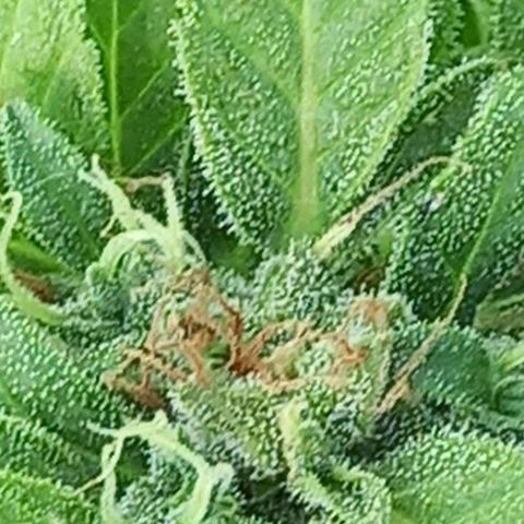 SS1 growlog timeline photo