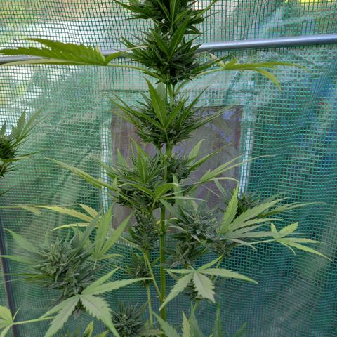 NL5 growlog timeline photo