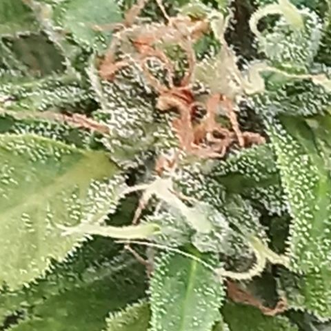 SS1 growlog timeline photo