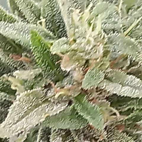 NL5 growlog timeline photo