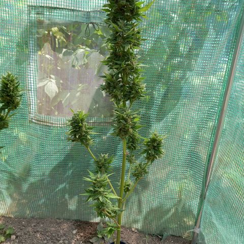 SS1 growlog photo: enlever le max de feuilles sur pied, reste petite manucure à faire avant séchage 