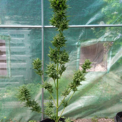 NL5 growlog photo: enlever le max de feuilles sur pied, reste petite manucure à faire avant séchage 