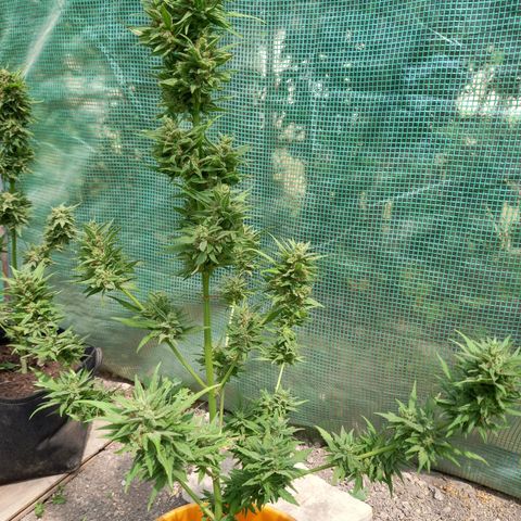 NL2 growlog photo: enlever le max de feuilles sur pied, reste petite manucure à faire avant séchage 