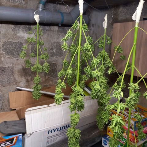 NL2 growlog timeline photo