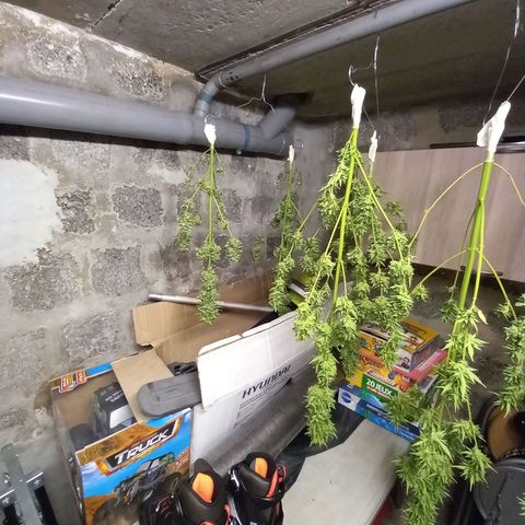 NL5 growlog timeline photo