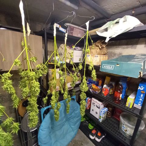 SS1 growlog timeline photo