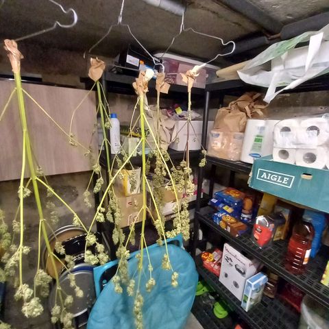 SS1 growlog timeline photo