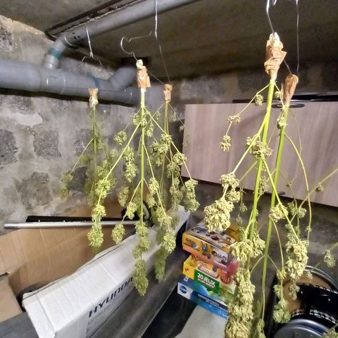 NL2 growlog timeline photo