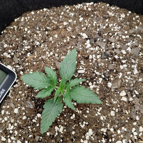 Pineapple Skunk growlog timeline photo