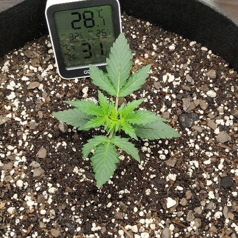 Pineapple Skunk growlog timeline photo