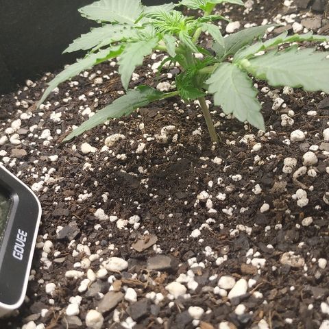 Pineapple Skunk growlog timeline photo