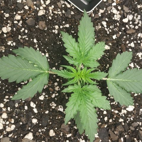 Pineapple Skunk growlog timeline photo