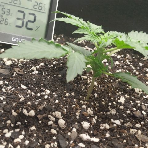 Pineapple Skunk growlog timeline photo