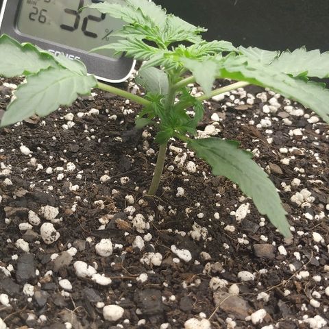 Pineapple Skunk growlog timeline photo