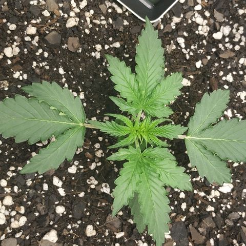 Pineapple Skunk growlog timeline photo