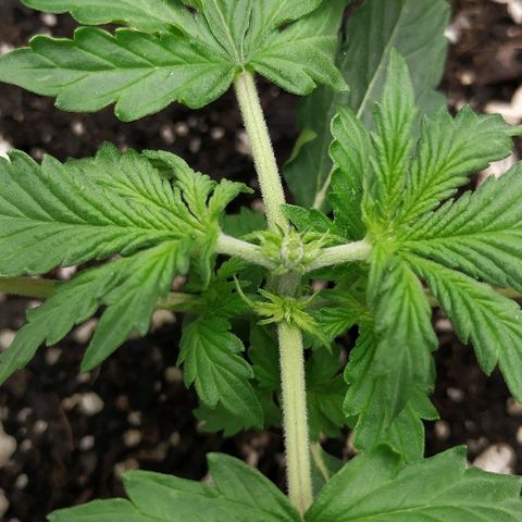 Pineapple Skunk growlog timeline photo