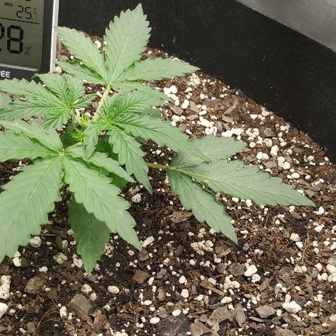 Pineapple Skunk growlog timeline photo