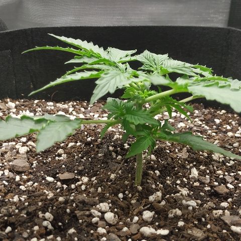Pineapple Skunk growlog timeline photo