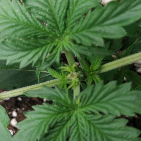 Pineapple Skunk growlog timeline photo