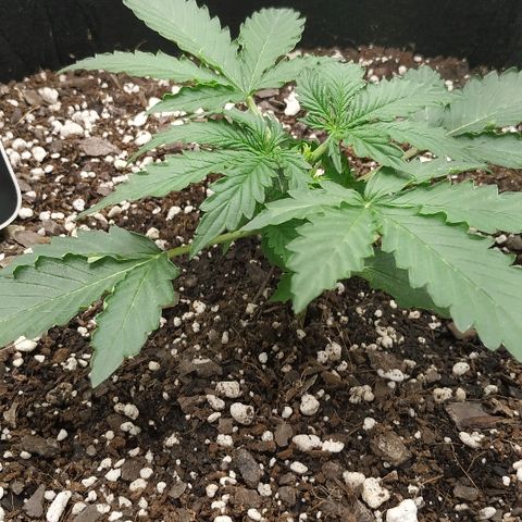 Pineapple Skunk growlog timeline photo