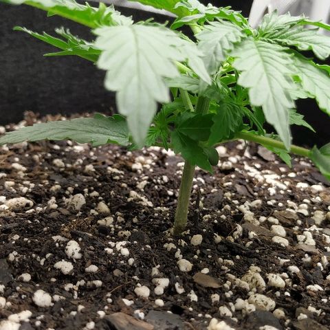 Pineapple Skunk growlog timeline photo