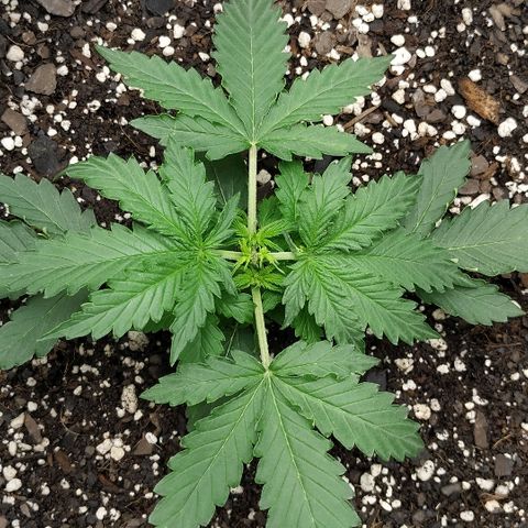 Pineapple Skunk growlog timeline photo