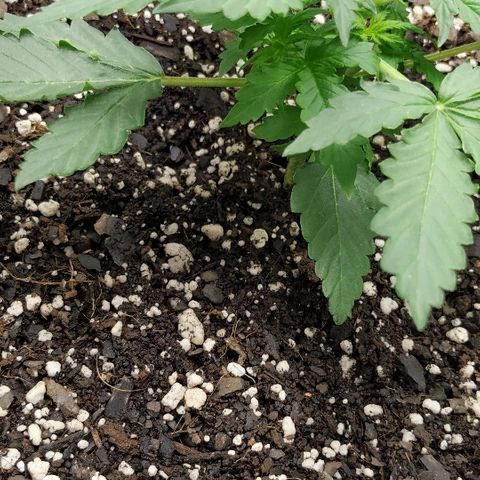 Pineapple Skunk growlog timeline photo