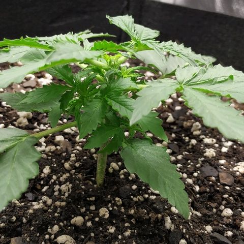 Pineapple Skunk growlog timeline photo