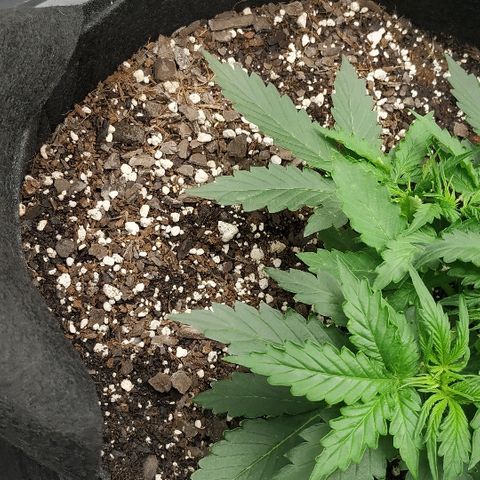 Pineapple Skunk growlog timeline photo