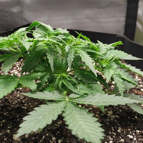 Pineapple Skunk growlog timeline photo