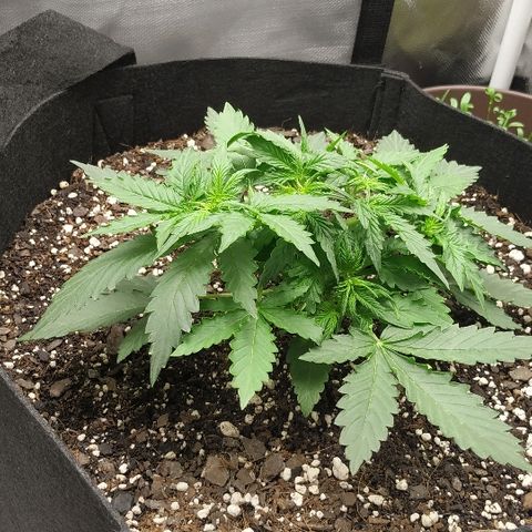 Pineapple Skunk growlog timeline photo