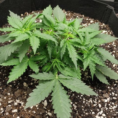 Pineapple Skunk growlog timeline photo