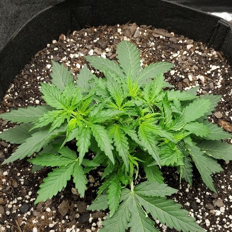 Pineapple Skunk growlog timeline photo