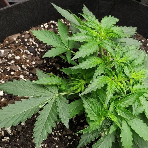 Pineapple Skunk growlog timeline photo