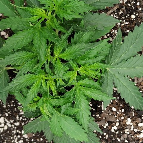 Pineapple Skunk growlog timeline photo