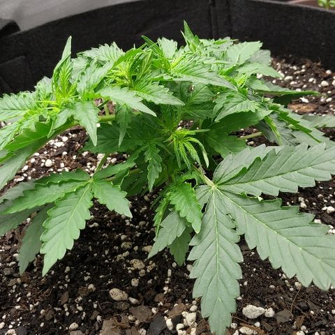 Pineapple Skunk growlog timeline photo