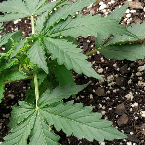 Pineapple Skunk growlog timeline photo