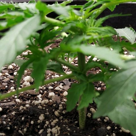 Pineapple Skunk growlog timeline photo